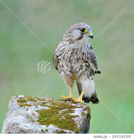 female Common Kestrel 14314209