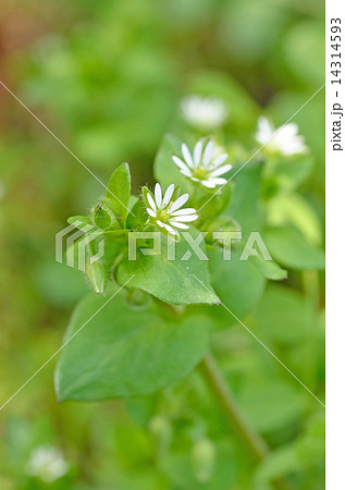 はこべ はこべ 14314593