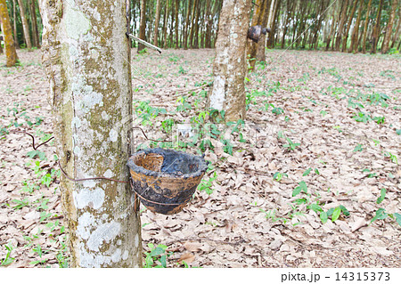 Agriculture,Rubber tree flows into a wooden bowl Agriculture,Rubber tree flows into a wooden bowl 14315373
