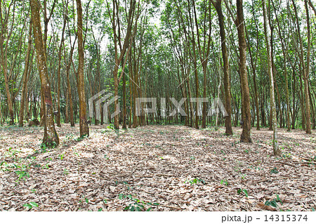 Agriculture,Rubber trees Agriculture,Rubber trees 14315374