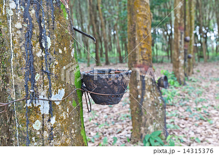 Agriculture,Rubber tree flows into a wooden bowl 14315376