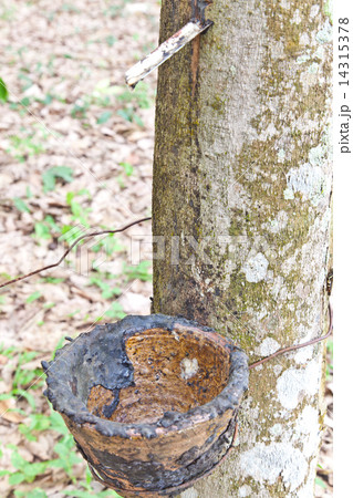 Agriculture,Rubber tree flows into a wooden bowl 14315378