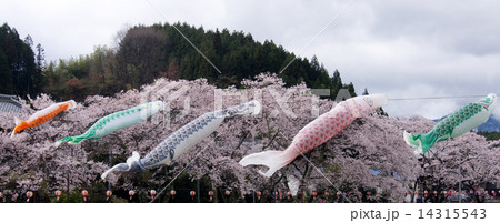 鯉のぼり 鯉のぼり 14315543