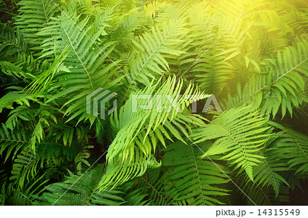 Vintage photo of lush green fern. Pteridium aquilinum 14315549