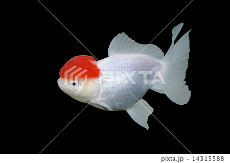 金魚 14315588