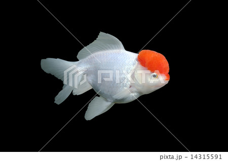 金魚 金魚 14315591