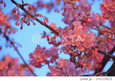 青空に映える河津桜 14315622