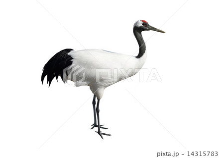 丹頂鶴 14315783