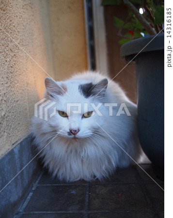ねこ ねこ 14316185