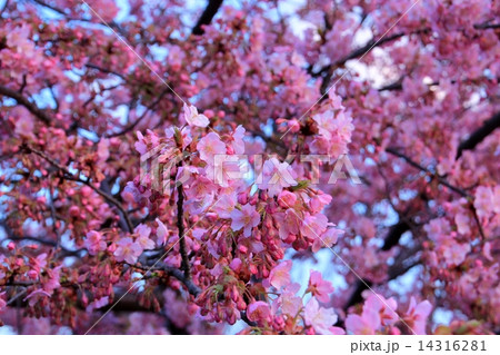 花びらと蕾が美しい河津桜 14316281