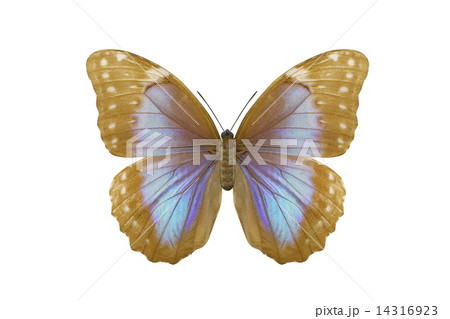 蝶々 蝶々 14316923