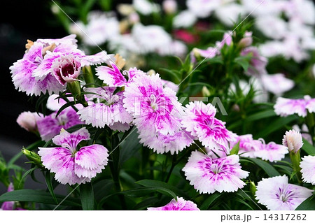 カーネーション 14317262