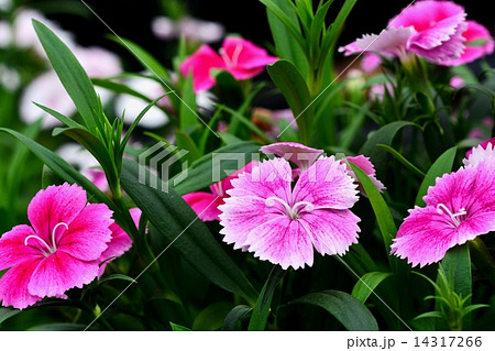 カーネーション 14317266
