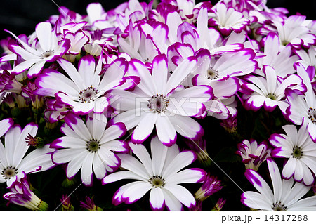 サイネリア サイネリア 14317288