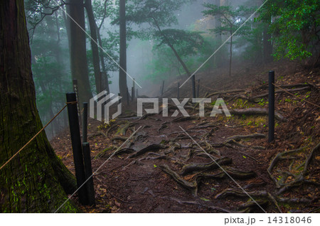 鞍馬山の山道 鞍馬山の山道 14318046