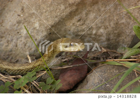 アオダイショウ_0940 アオダイショウ_0940 14318828