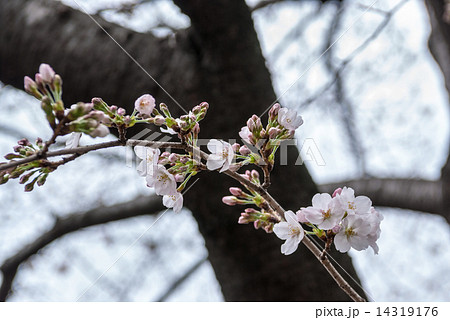 六孫王神社の桜 六孫王神社の桜 14319176