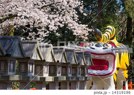 朝護孫子寺と桜 朝護孫子寺と桜 14319196