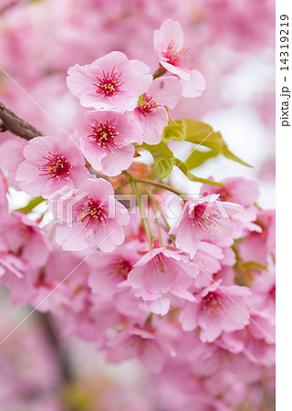 東寺　御影堂の河津桜 14319219