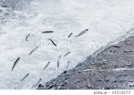 稚鮎の天然遡上 14319272