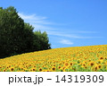 ひまわり 14319309