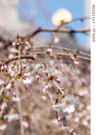 六角堂 御幸桜 六角堂 御幸桜 14319398