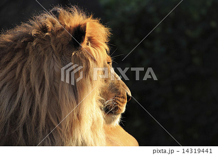 ライオン 14319441