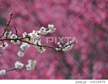 白梅と後ろぼけ 14319470