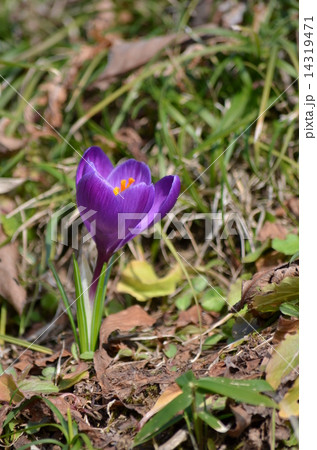 紫色のクロッカス 14319471