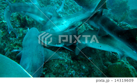 ドチザメの群れ ドチザメの群れ 14319609
