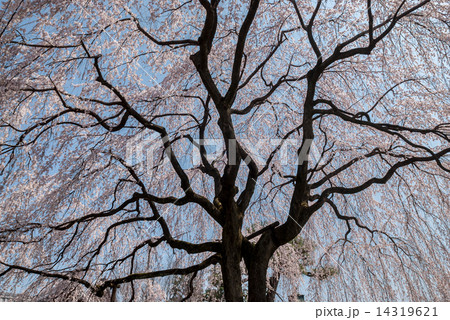 本満寺 枝垂れ糸桜 本満寺 枝垂れ糸桜 14319621