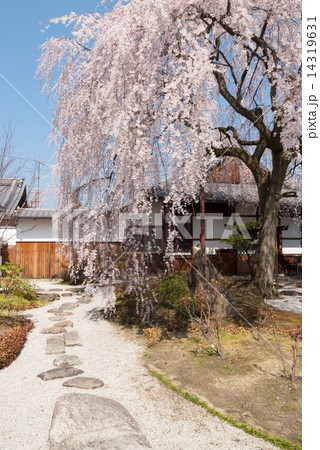 本満寺 枝垂れ糸桜 本満寺 枝垂れ糸桜 14319631