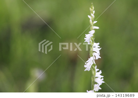 ねじりばな ねじりばな 14319689