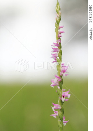 ねじりばな 14319690