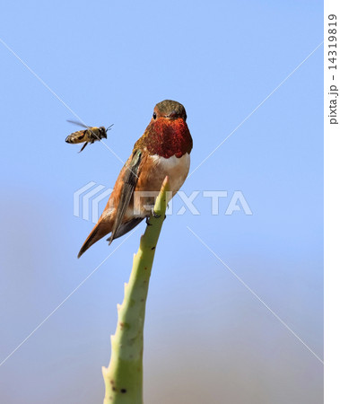 Hummingbird 14319819