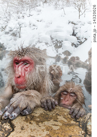 親子で温泉、ニホンザル Parent and child of the Japanese monkey enjoying a hot spring 親子で温泉、ニホンザル Parent and child of the Japanese monkey enjoying a hot spring 14320026