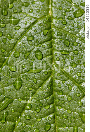 Natural background - sparkling raindrops on leaf Natural background - sparkling raindrops on leaf 14320556