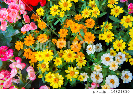 Colorful flower Colorful flower 14321350