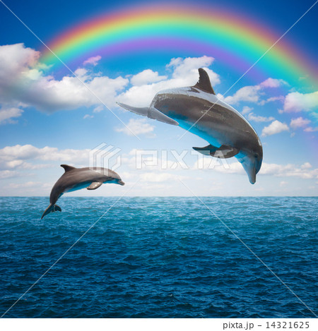 couple of jumping dolphins 14321625