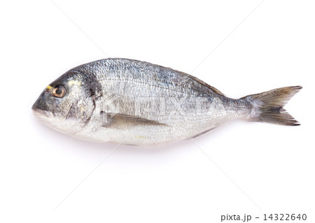 Fresh dorado fish 14322640