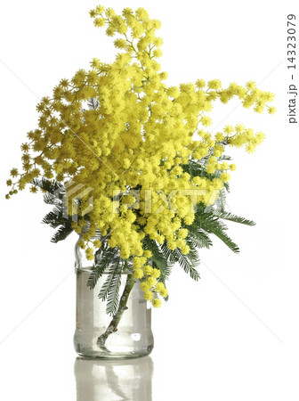 Mimosa Acacia Dealbata Cutout 14323079