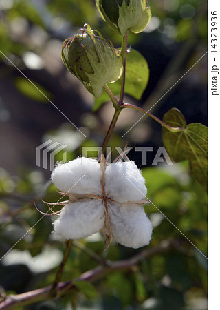 ASIA THAILAND ISAN AMNAT CHAROEN 14323936