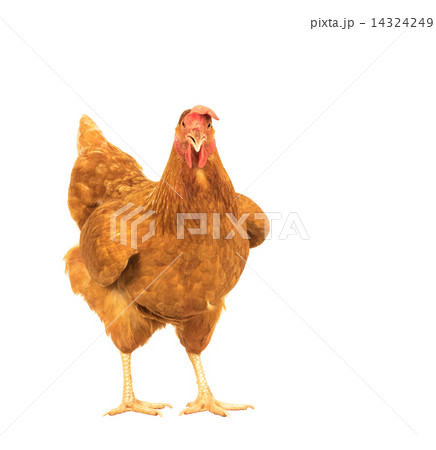 close up portrait full body of brown female eggs hen standing sh close up portrait full body of brown female eggs hen standing sh 14324249