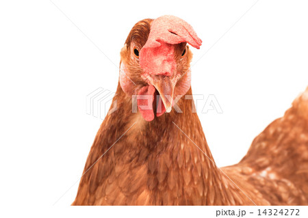 head of chicken hen shock and funny surprising isolated white ba 14324272