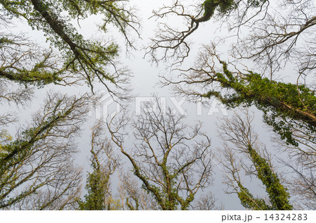 Trees Reaching for the Sky 14324283