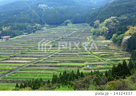 坂元の棚田 14324337