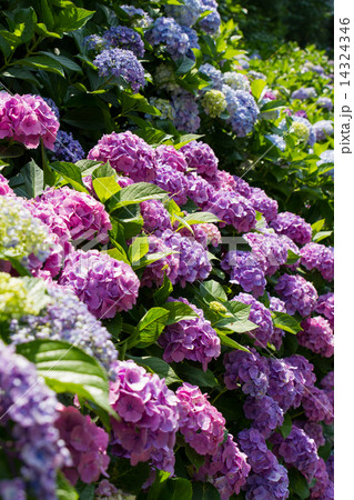 梅雨イメージ～成就院(鎌倉)のアジサイ～ 14324346
