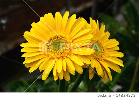 ガーベラ 14324575