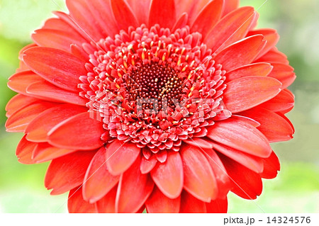 ガーベラ ガーベラ 14324576