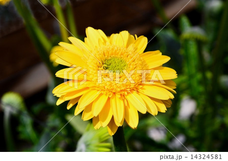 ガーベラ 14324581